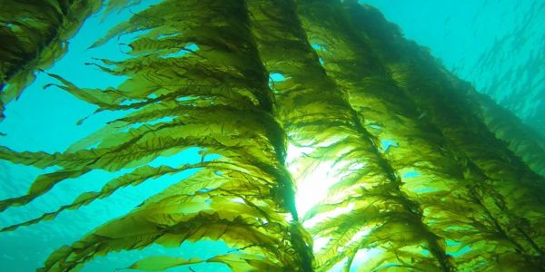 Co kryją w sobie algi?